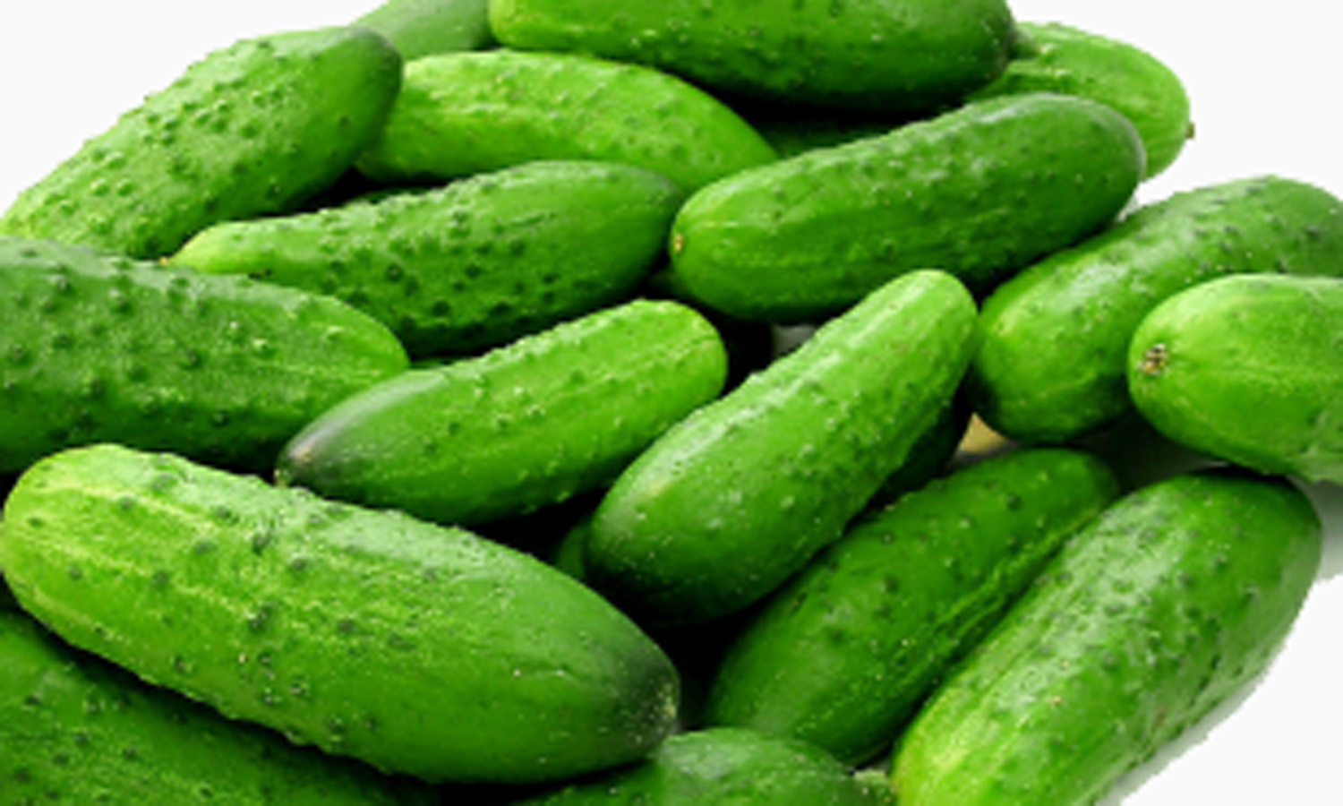 cucumber1.jpg